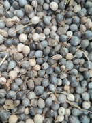 Nasiona trawy Łzy Hioba