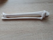 Kość piszczelowa strzałkowa prawa kostek szkielet ciało człowieka 