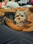 Yorkshire terrier xxs dorosly