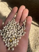 Łubin biały wyka jara 