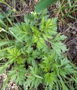 Bylica piołun sadzonka 