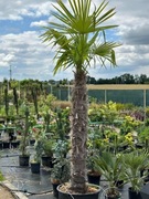 Palma Trachycarpus Fortunei Szorstkowiec Fortunego