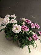 Goździk doniczkowy (Dianthus) - kwitnąca roślina ozdobna