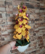 Podwójny storczyk gumowy w plastikowej donicy