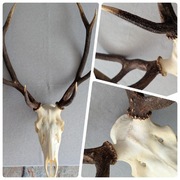 Czaszka jelenia z porożem - trofeum dekoracyjne (duże, wieloodnogowe)