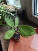 Hoya tequila sunrise MB 1280 super wybarwiona 