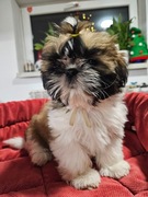 Piekna sunia rasy Shih-tzu Tricolor Hodowla ZKwP FCI 