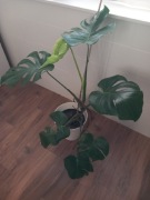 Kwiat w doniczce -Monterà  