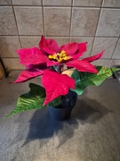 Sztuczna gwiazda betlejemska IKEA 