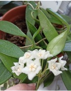 Hoya stoneana z nadwyżki 