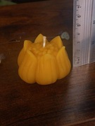 Sasanka świeca z wosku pszczelego