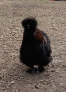 Kogut silki kury jedwabiste 