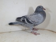 Młody 100 % Leo Heremans Linia Olympiade 003, Rossi ,