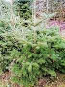 Choinki Jodła kaukaska