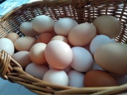 Jajka Swojskie. PRAWDZIWE od szczęśliwych kurek 