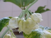 Stopowiec Podophyllum versipelle 'Album'