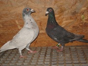 Para PL 2018/PL 2020