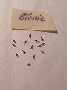 Osie balansowa do zegarka Błonie (14 sztuk)