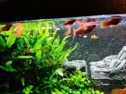 Rybki akwariowe, mieczyki, glonojady (zbrojniki), pokarm, rośliny