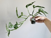 Monstera Adansonii Mint w hydroponice 