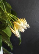 Hoya Multiflora SADZONKA CIĘTA