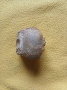 małż na wapieniu - jura-kelowej