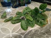 maranta zestaw nr2 mix odmian, większe szczepki