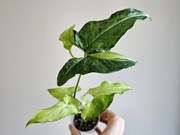 Syngonium angustatum tricolor w gruzie hydroponika 