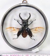 Kolekcja chrząszczy, HxBq_5 gablotka dwustronna. Hexarthrius buqueti