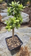 Grubosz Crassula Crosby's Compact