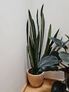 Sansevieria Zeylanica sansewieria piękna