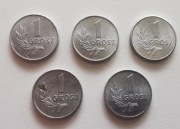 Monety 1 grosz 1949 zestaw 5 sztuk 