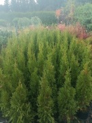 Thuja o. Brabant, Smaragd, Danica. L. Modrzew