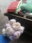 Czosnek z własnej plantacji wysyłka paczkomat