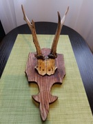 Stare Poroże Jelenia Trofeum na ładnej desce