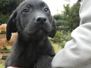 Na sprzedaż szczeniaki Labradora 