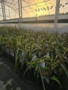 Vertigo  trawa - Rozplenica słoniowa