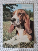 Pocztówka pies z PRL-u 