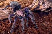 Phormictopus sp. Dominican Purple L3 ptasznik pająk 