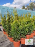 Tuja szmaragd   70 80 cm