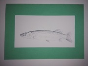 Kartka z życzeniami dla wędkarza, ryba -szczupak.