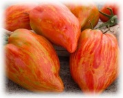 STONY BROOK HEART Dwarf pomidor Kolekcjonerski