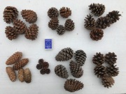 Szyszki sosny, świerka, różne, nietypowe 35 szt.