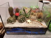 Akwarium szklane doniczka pokrywa na wymiar mikroklimat idealne do kaktusow