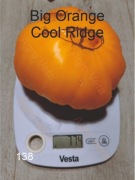 138-Big Orange Cool Ridge. Pomidory kolekcjonerskie.