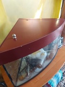Akwarium 90L narożne z półką i akcesoria.667214329