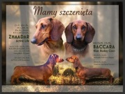 Jamnik krótkowłosy standard/są szczeniaczki