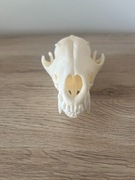 Czaszka LISA jenota borsuka kuny łani. Profesjonalna preparacja Naturalna! 