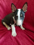 Bulteriery szczenięta z rodowodem. Zwierzęta.