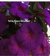 Achimenesy Tetra Klaus Neubner kłącze 